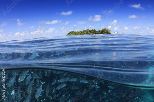 Photography Fish in sea and ocean surface with blue sky