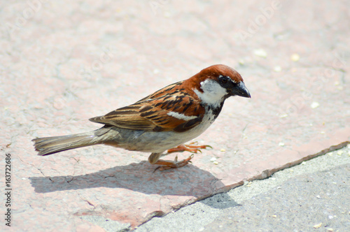 Sparrow posed on a stone