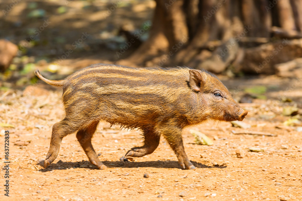 Boar Boar