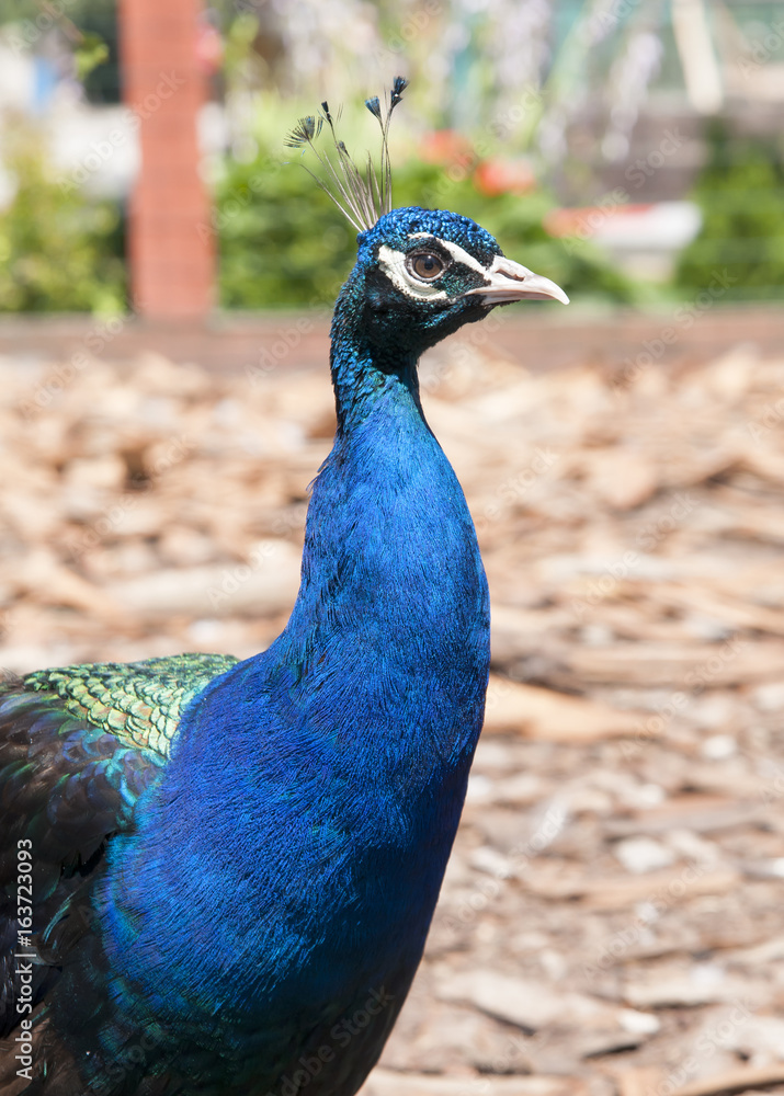 Obraz premium blue peacock