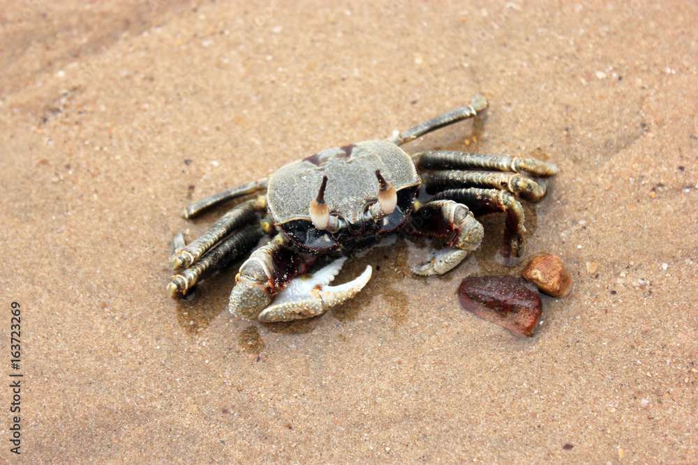 Ghost Crab (Ocypode spp.) On The Beach