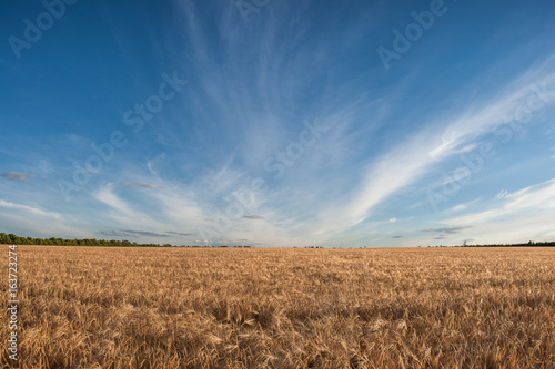 Field of harvest wheat