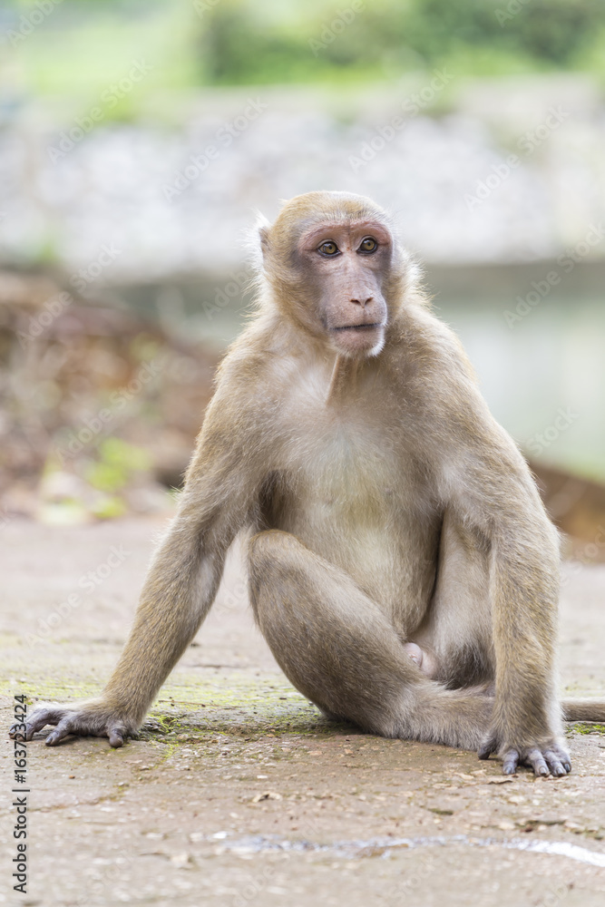 Fototapeta premium Monkey tropical forests.