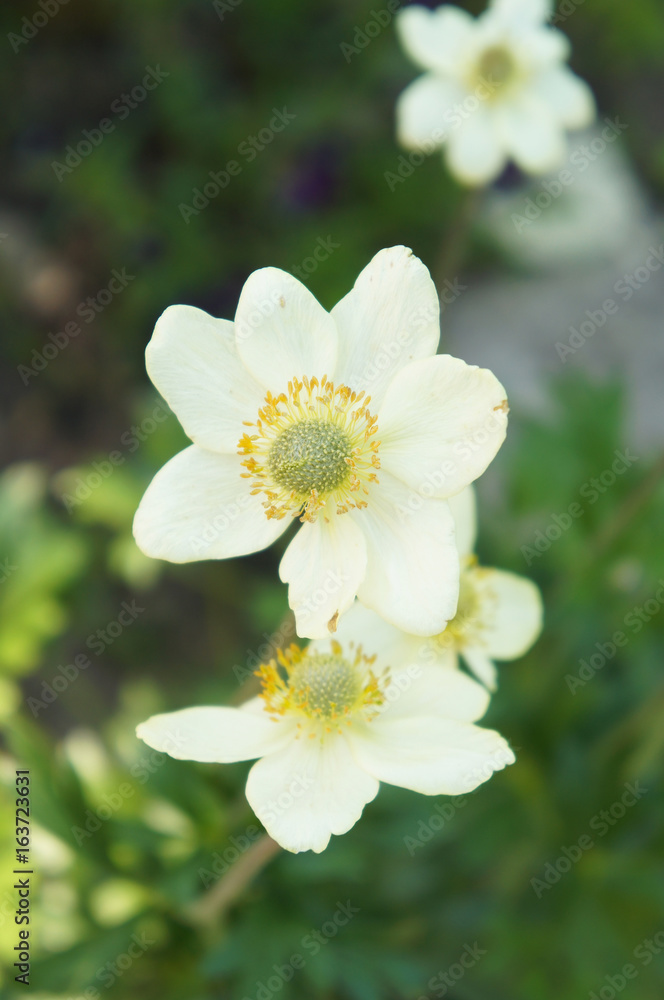 Anemone sylvestris white flowers 