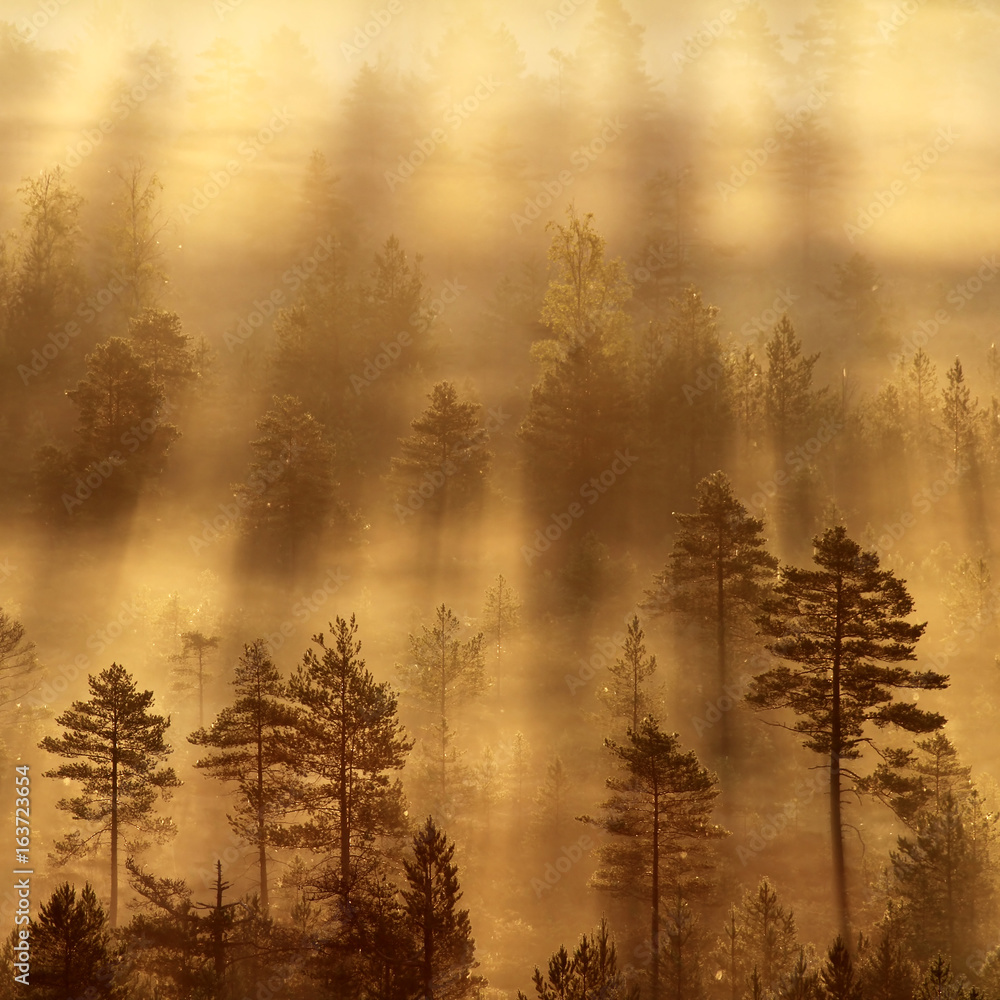 Obraz premium Mist Over Marsh II