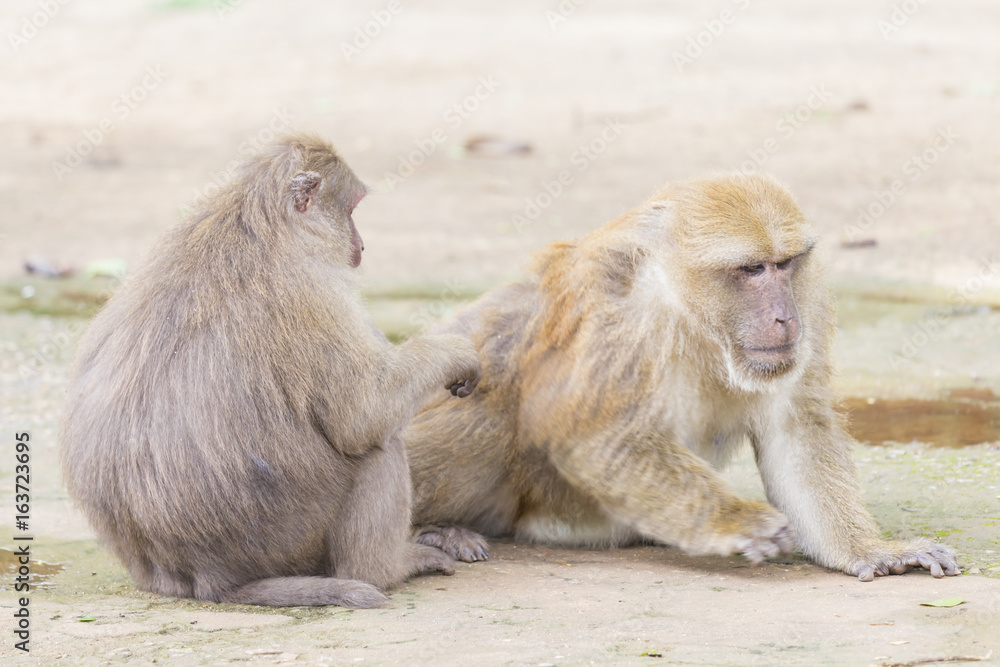 Monkey tropical forests. Monkey tropical forests.
