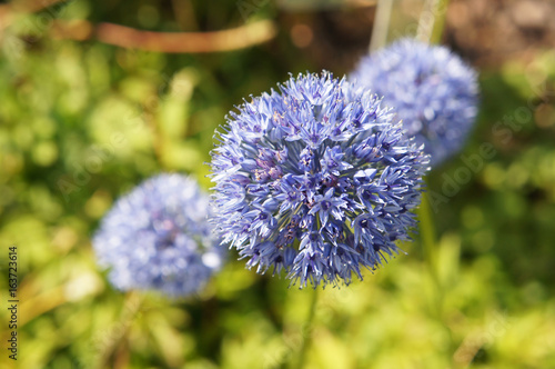 Allium azureum blue round flower plant 