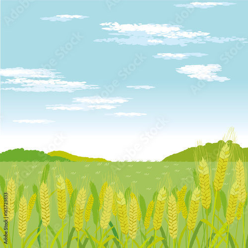 麦畑　イラスト