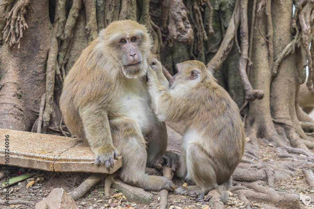 Monkey tropical forests.