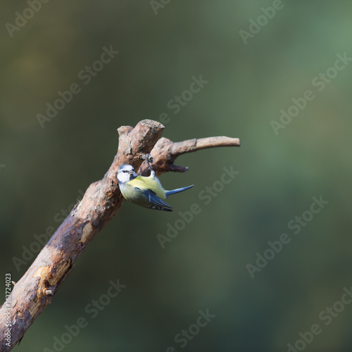 Blue tit hanging in branch