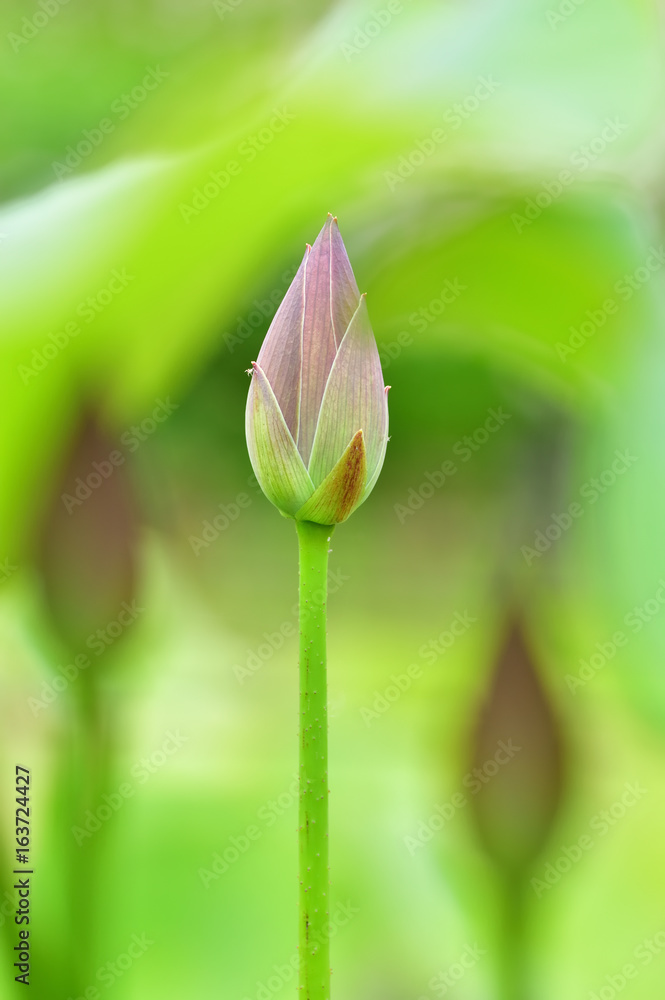 Obraz premium ハスの蕾