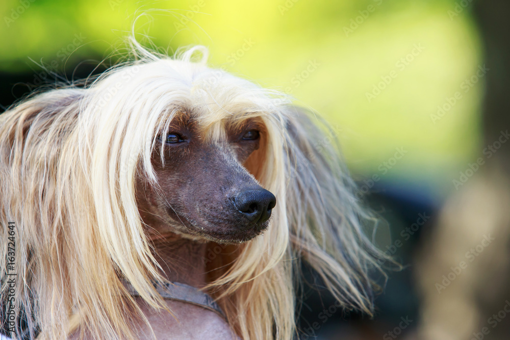 Dog breed Chinese Crested Dog breed Chinese Crested