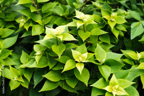 Leaves Green leaf pattern background
