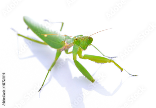 Grasshopper on a white background