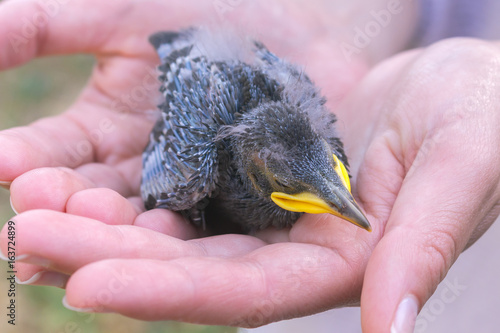 human palms holding nestling baby bird, rescue wildlife