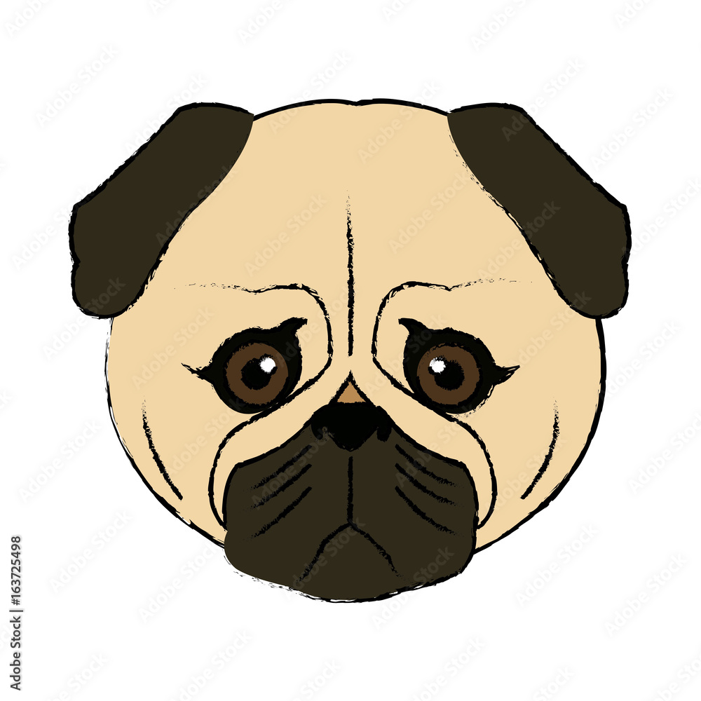 cute face dog pug pet aminal image