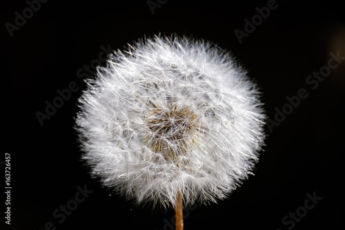 A white dandelion about the blow