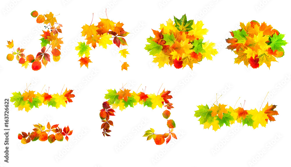 multi colored autumn leaves isolated on a white background set