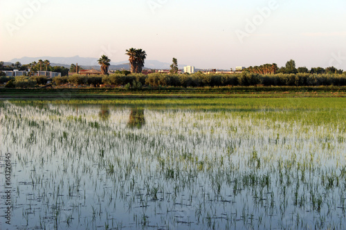 Plantación de arroz en el Delta del Ebro, Cataluña (España)
