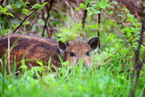 Young wild boar in grass  before a forest