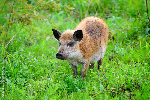 Young wild boar in the spring forest