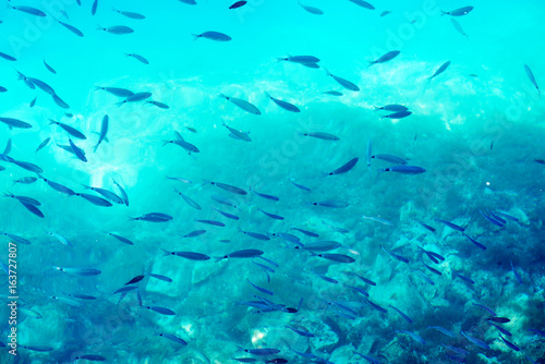 School of fish in the sea Underwater