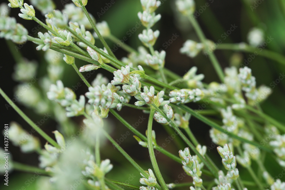 White Lavender White Lavender
