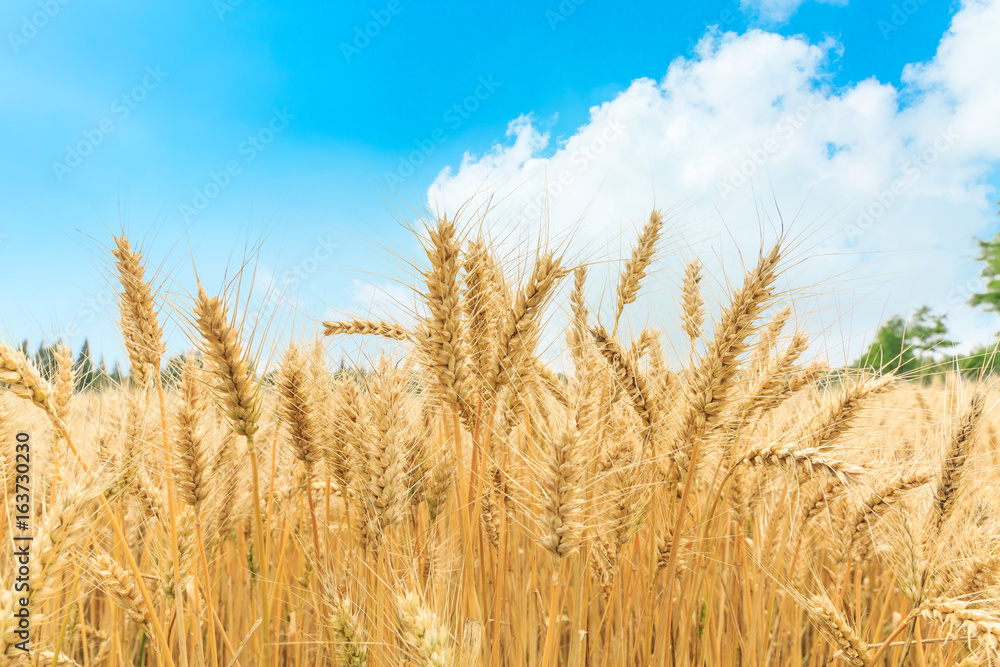 Ripe wheat field and blue sky with clouds Ripe wheat field and blue sky with clouds