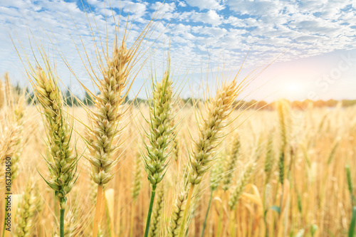 Ripe wheat field and blue sky with clouds