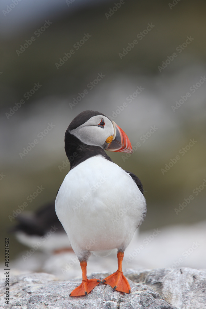An adult Atlantic Puffin (Fratercula arctica) stood on a rock, Farne Islands, Northumbria, England, UK. An adult Atlantic Puffin (Fratercula arctica) stood on a rock, Farne Islands, Northumbria, England, UK.