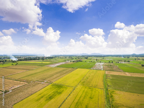 Aerial view of yellow rice fields in Thailand