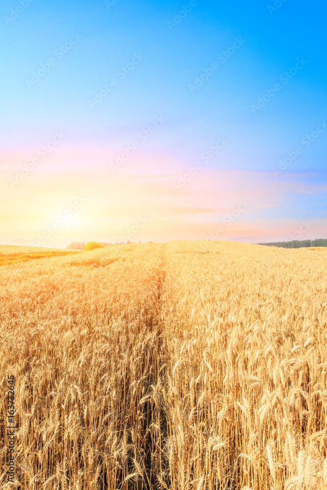 Fototapeta premium Ripe wheat field landscape at sunset