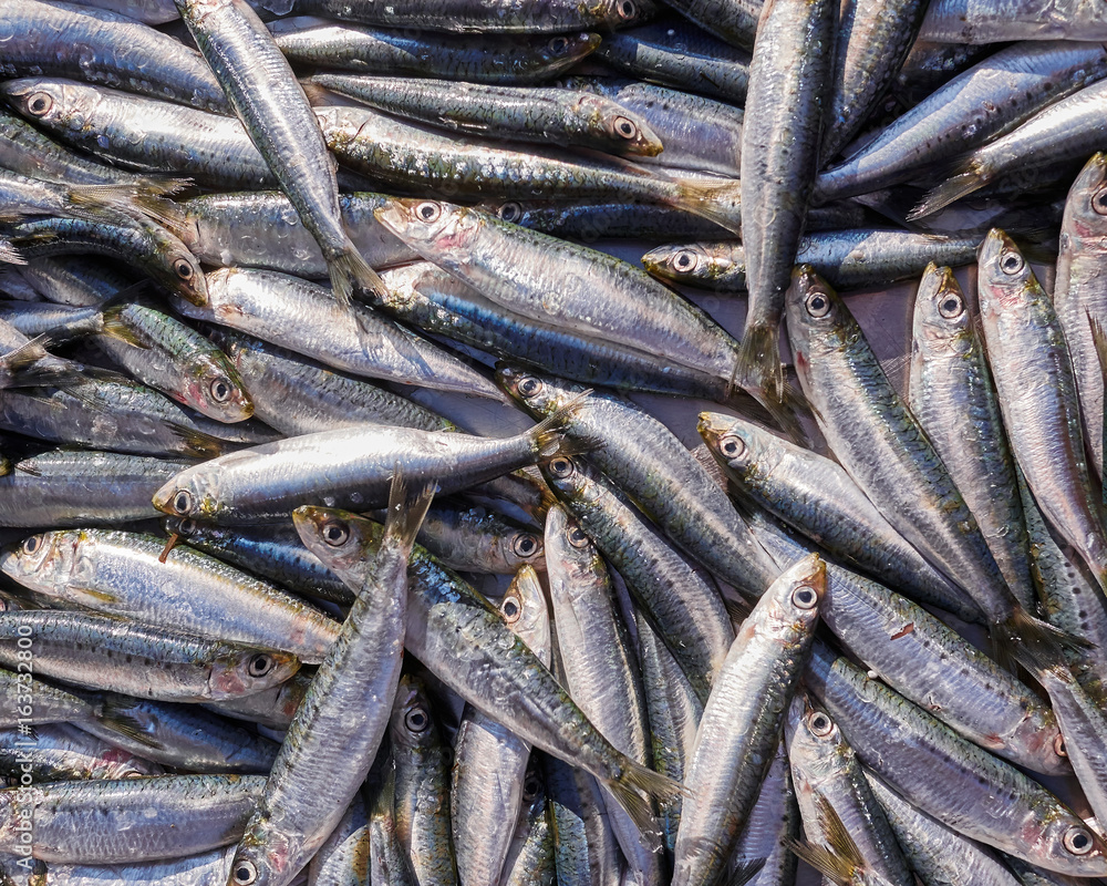 fresh anchovies for sale, top view fresh anchovies for sale, top view