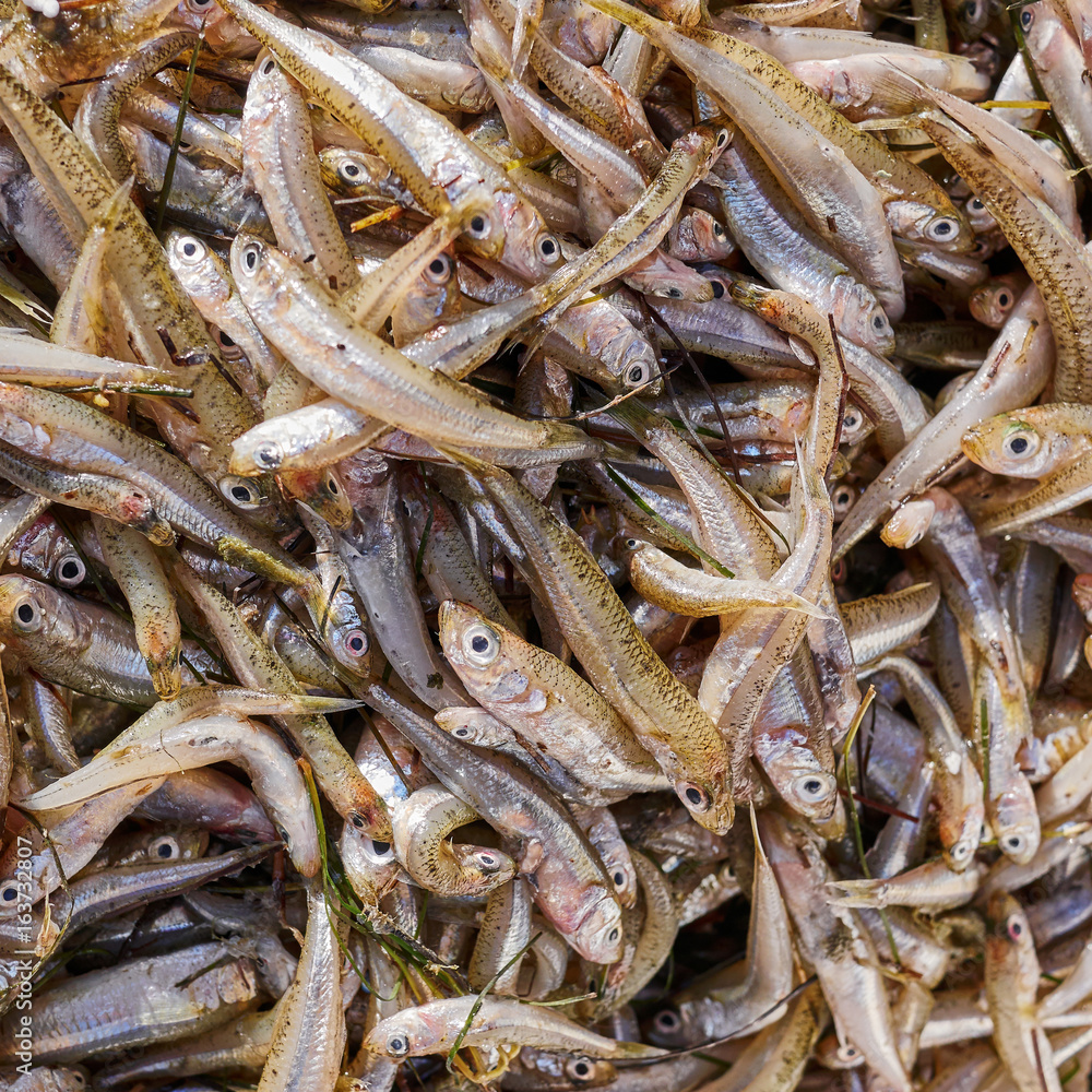 fresh small fry fish closeup for sale, top view