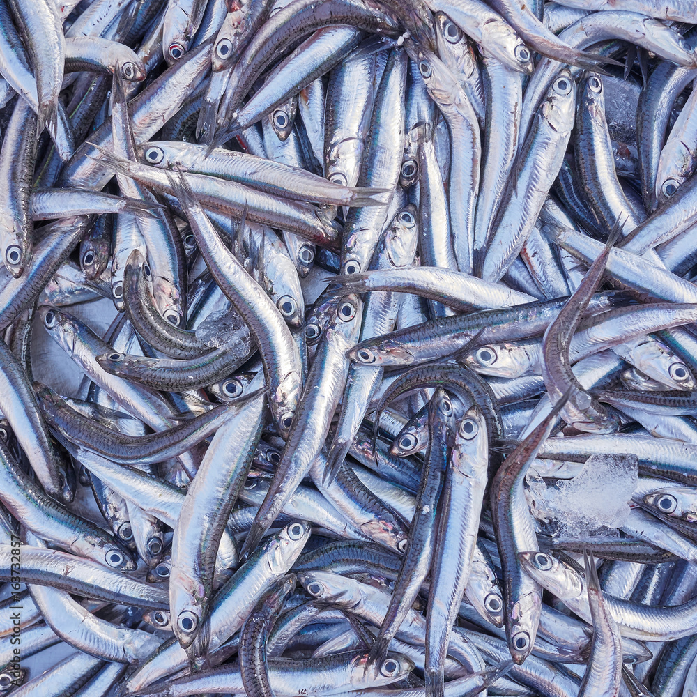 fresh anchovies for sale, top view fresh anchovies for sale, top view