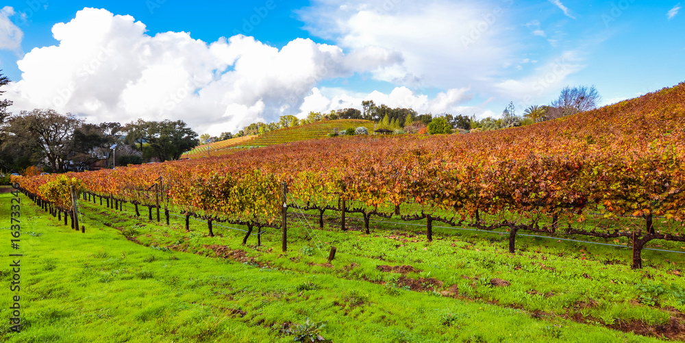 Vineyard Autumn Sight in Wine Country - Glen Ellen, California
