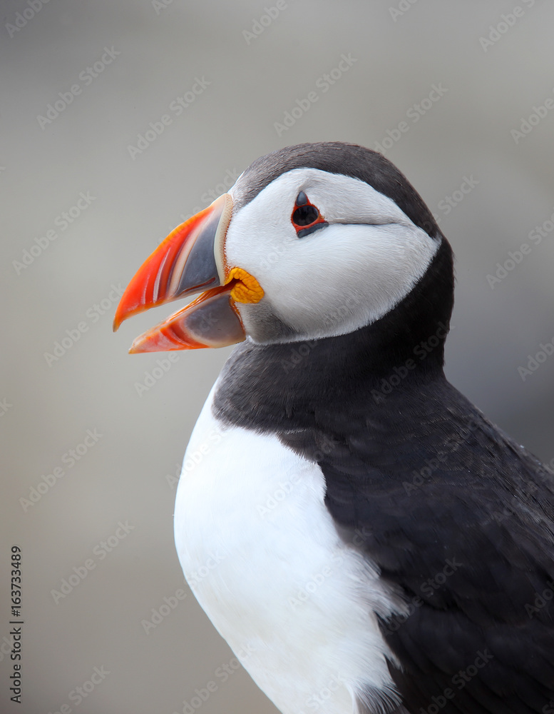 Naklejka premium Atlantic Puffin (Fratercula arctica), portrait, bill open, Farne Islands, Northumbria, England, UK.