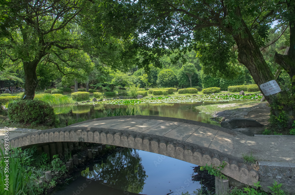 睡蓮の咲く池に掛かる橋