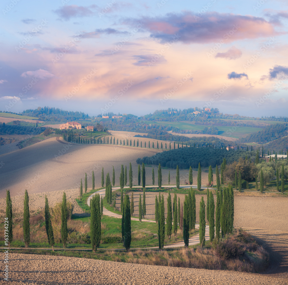 Cypress road throug sunny morning Tuscany valley Cypress road throug sunny morning Tuscany valley