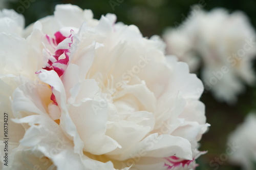 Large peony buds with delicate silky petals with drops of transparent pure dew for background, design and advertising