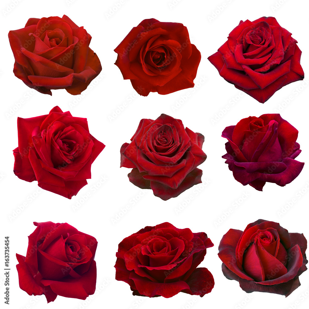 Fototapeta premium kolaż czerwonych róż