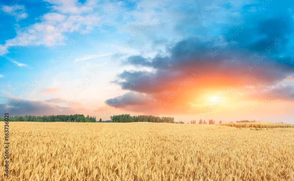 Ripe wheat field landscape at sunset