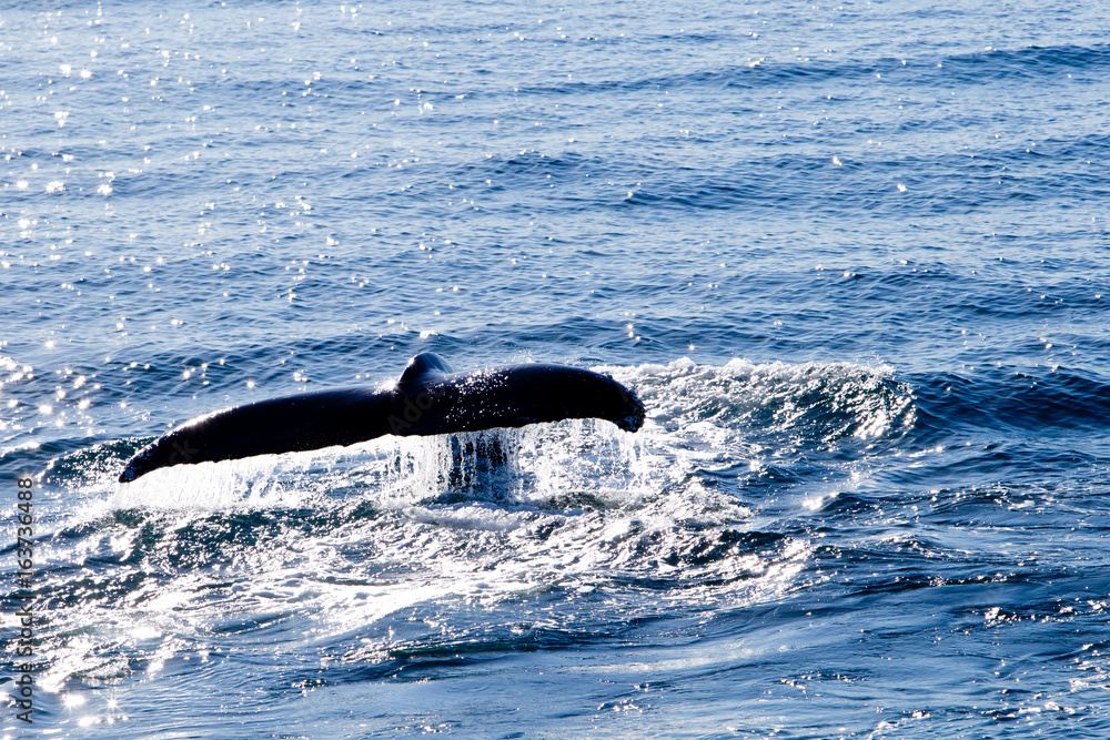 Obraz premium Humpback Whale diving - showing tail