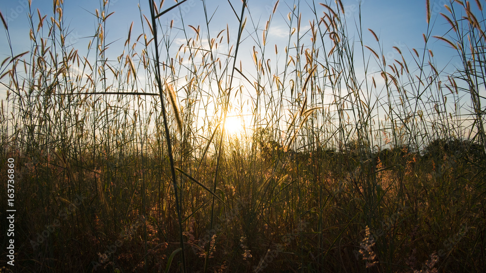Sunrise in the field for background Sunrise in the field for background