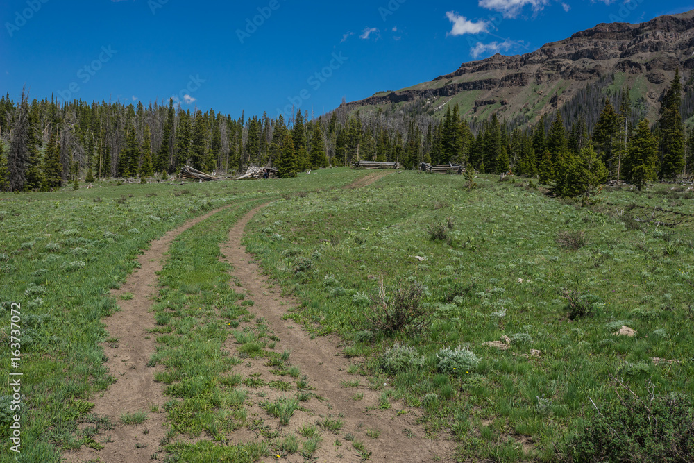 Track to Old Cabin Site Track to Old Cabin Site