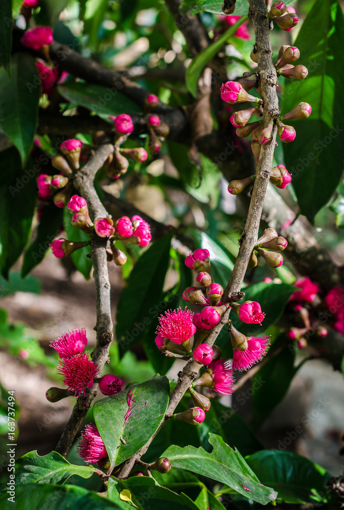 Flower of Malay apple on tree Flower of Malay apple on tree