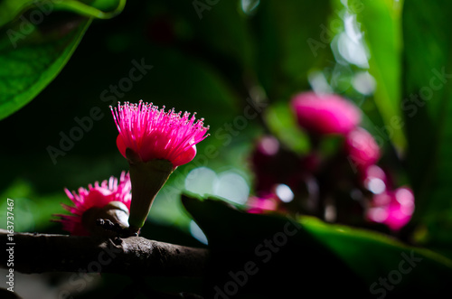 Flower of Malay apple on tree photo