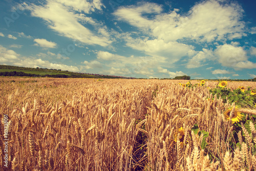 Wheat field © Igor Syrbu