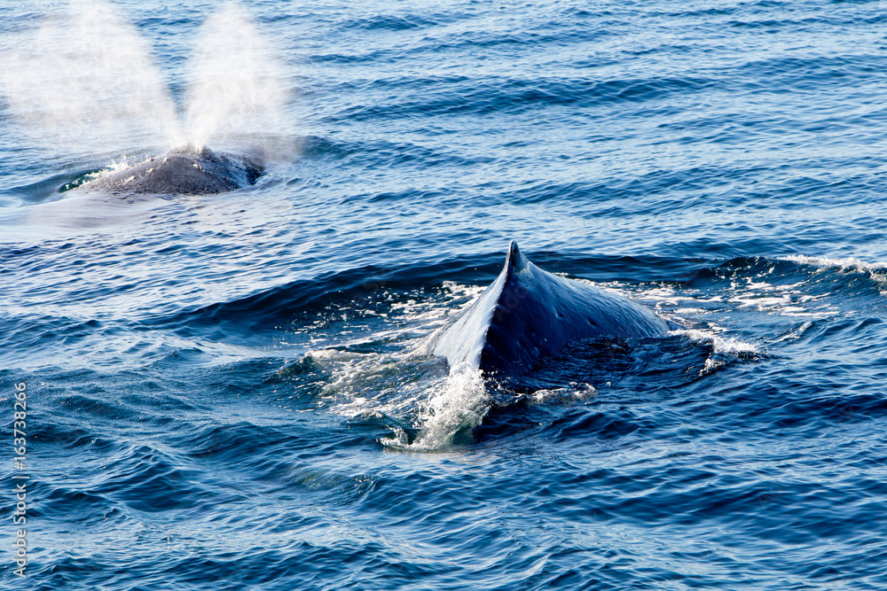 Fototapeta premium Two Humpback Whales surfacing and spraying water through blowhole