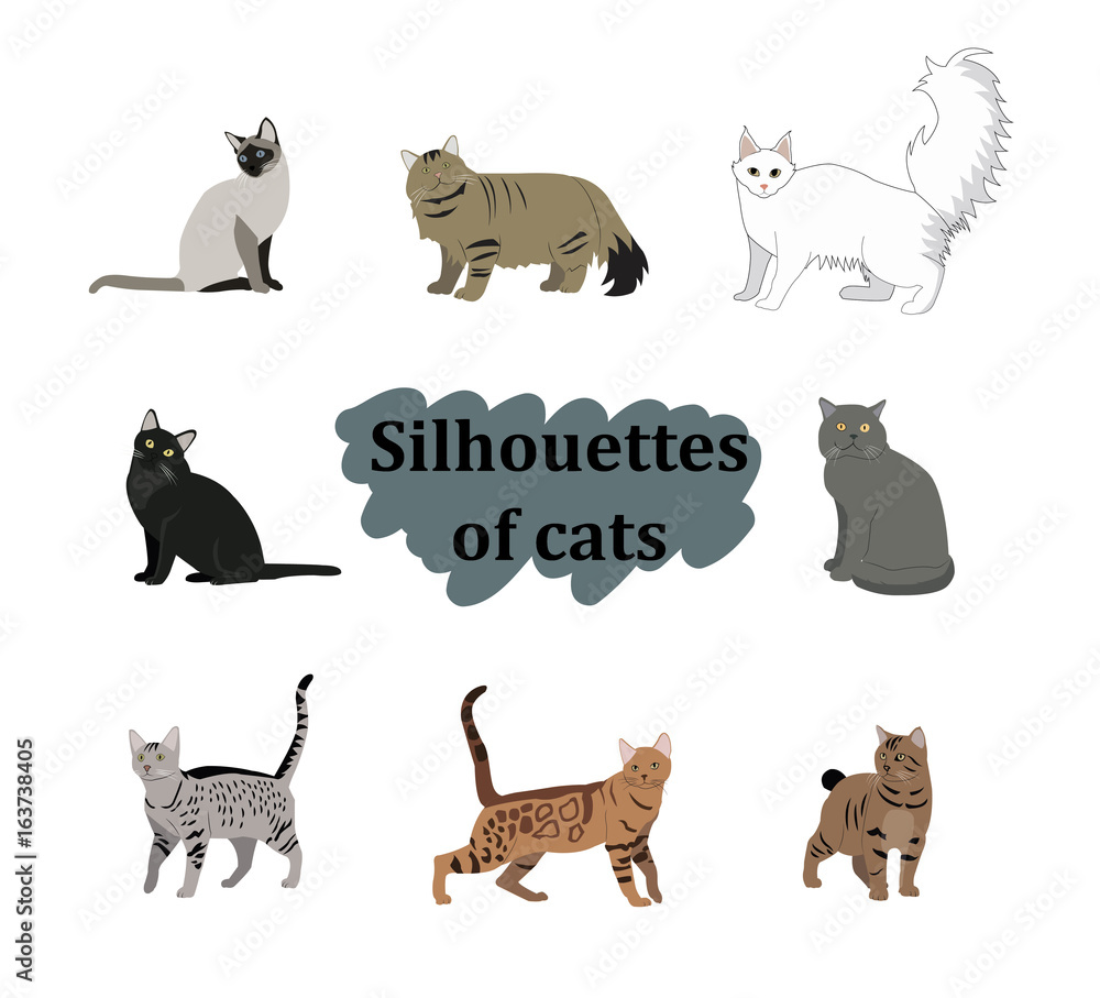 Vector breed cats icons set. Collection different kitten layout flat cover